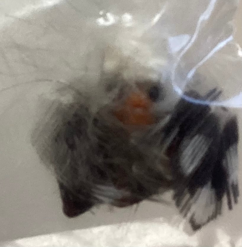 Holly House Designs: October Birdhouse Embellishment Pack by Honey Bee Creations