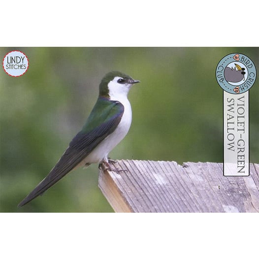 Violet-Green Swallow by Lindy Stitches