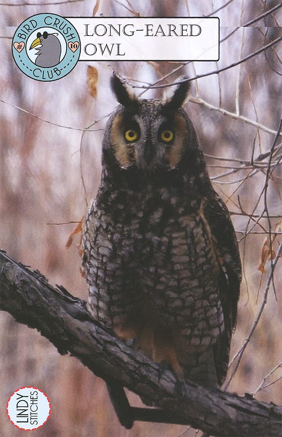 Long-Eared Owl by Lindy Stitches