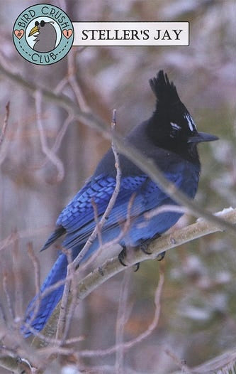 Steller’s Jay by Lindy Stitches