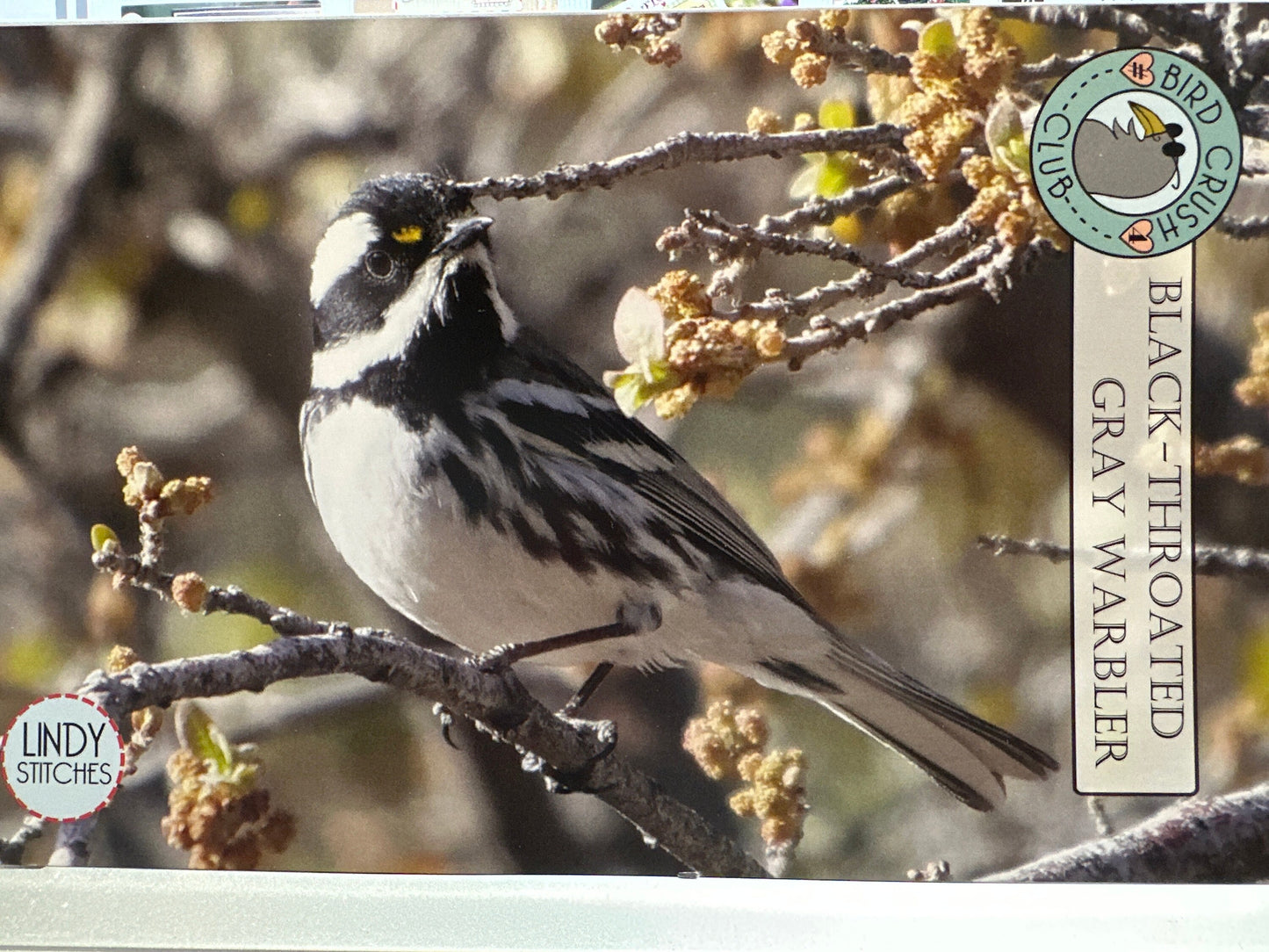 Black-Throated Gray Warbler by Lindy Stitches