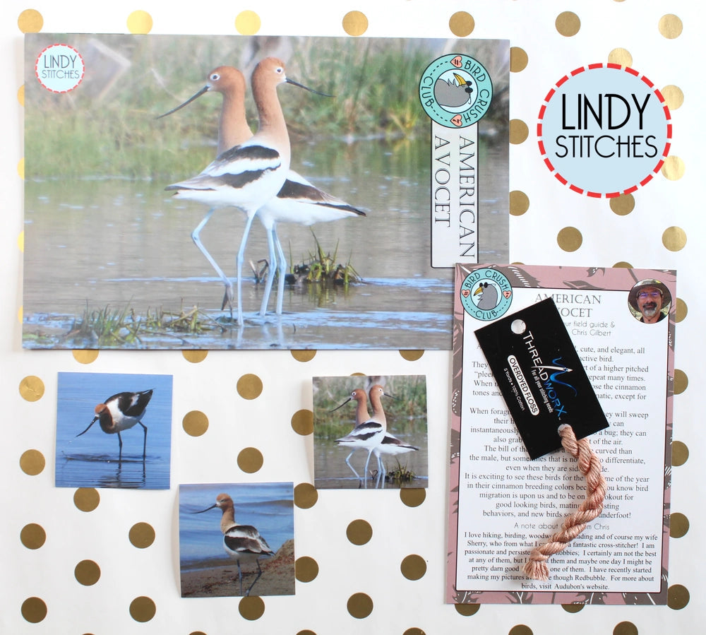 American Avocet by Lindy Stitches
