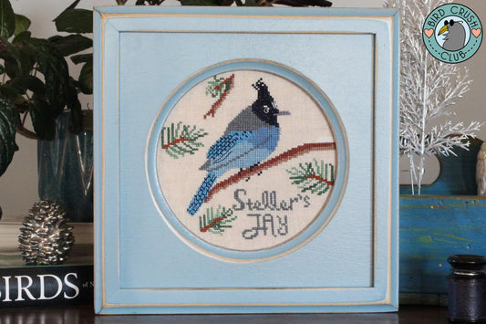 Steller’s Jay by Lindy Stitches